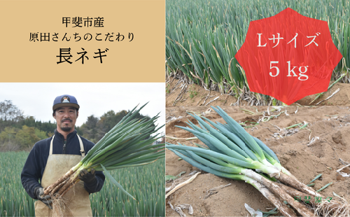 山梨県甲斐市産　原田さんちのこだわり長ネギ　約　5ｋｇ　【長ネギ　ねぎ　ネギ　料理　野菜　やさい　新鮮　人気　山梨県　山梨　甲斐市　甲斐　農家直送　産地直送】　AD-307 2154135 - 山梨県甲斐市