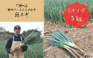 山梨県甲斐市産　原田さんちのこだわり長ネギ　約　5ｋｇ　【長ネギ　ねぎ　ネギ　料理　野菜　やさい　新鮮　人気　山梨県　山梨　甲斐市　甲斐　農家直送　産地直送】　AD-307