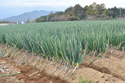山梨県甲斐市産　原田さんちのこだわり長ネギ　約1ｋｇ【長ネギ　ねぎ　ネギ　野菜　やさい　新鮮　人気　山梨県　山梨　甲斐市　甲斐　農家直送　産地直送】　AD-306 2154165 - 山梨県甲斐市