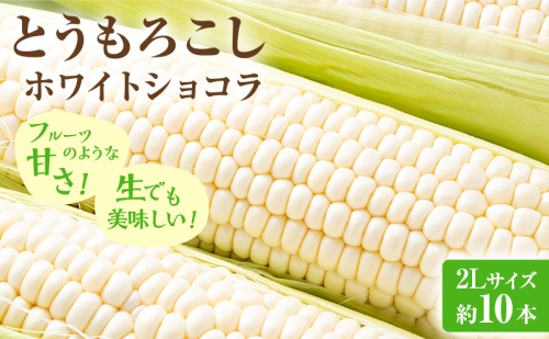 【2026年先行受付】富良野産 とうもろこし ホワイトコーン 約10本 コーン とうきび トウモロコシ ホワイトショコラ 2Lサイズ 野菜 甘い BBQ 北海道 富良野 ふらの 2154888 - 北海道富良野市