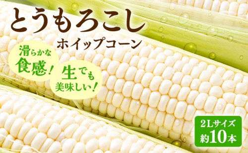 【2025年先行受付】富良野産 とうもろこし ホワイトコーン 約10本 コーン とうきび トウモロコシ ホイップコーン 2Lサイズ 野菜 甘い BBQ 北海道 富良野 ふらの 2154888 - 北海道富良野市