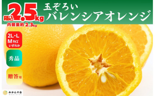 バレンシアオレンジ 国産 玉ぞろい 秀品 箱込 2.5kg (内容量 2.3kg ) 2L L M サイズのいずれか 和歌山県産 産地直送【みかんの会】 2154963 - 和歌山県有田川町