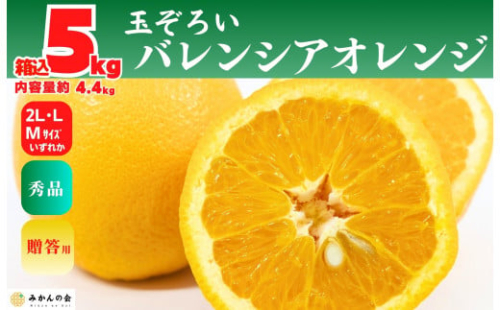 バレンシアオレンジ 国産 玉ぞろい 秀品 箱込 5kg (内容量 4.4kg ) 2L L M サイズのいずれか 和歌山県産 産地直送【みかんの会】 2154964 - 和歌山県有田川町