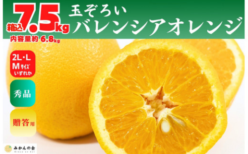 バレンシアオレンジ 国産 玉ぞろい 秀品 箱込 7.5kg (内容量 6.8kg ) 2L L M サイズのいずれか 和歌山県産 産地直送【みかんの会】 2154965 - 和歌山県有田川町