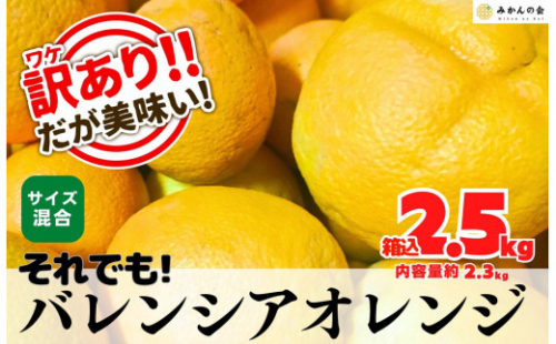 訳あり バレンシアオレンジ  国産 箱込 2.5kg (内容量 2.3kg ) サイズミックス 和歌山県産 産地直送 みかんの会 2154967 - 和歌山県有田川町