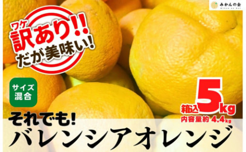 訳あり バレンシアオレンジ  国産 箱込 5kg (内容量 4.4kg ) サイズミックス 和歌山県産 産地直送 みかんの会 2155030 - 和歌山県有田川町