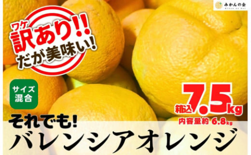 訳あり バレンシアオレンジ  国産 箱込 7.5kg (内容量 6.8kg ) サイズミックス 和歌山県産 産地直送 みかんの会 2155031 - 和歌山県有田川町
