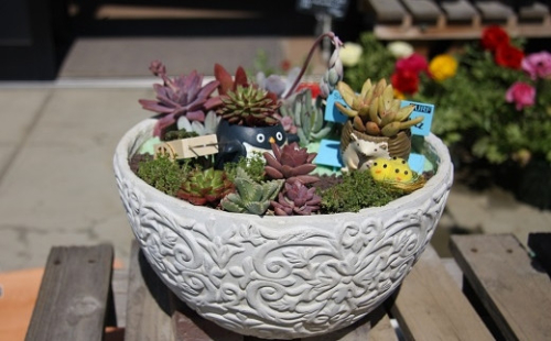 D 086 多肉植物の寄せ植え 30cm鉢 大阪府泉南市 Au Pay ふるさと納税