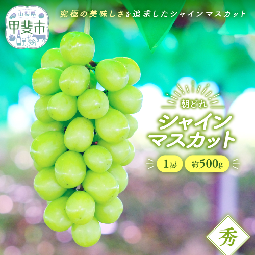 【2026年分発送】 シャインマスカット 1房 約500g 先行予約 先行 予約 山梨県産 産地直送 フルーツ 果物 くだもの ぶどう ブドウ 葡萄 シャイン シャインマスカット 新鮮 人気 おすすめ 国産 山梨 甲斐市 贈答 ギフト お取り寄せ 朝どれ AV-31 2155388 - 山梨県甲斐市