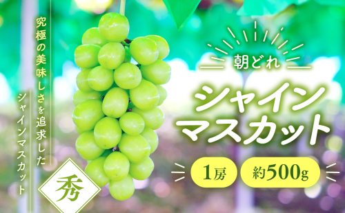 【2025年分発送】 シャインマスカット 1房 約500g 先行予約 先行 予約 山梨県産 産地直送 フルーツ 果物 くだもの ぶどう ブドウ 葡萄 シャイン シャインマスカット 新鮮 人気 おすすめ 国産 山梨 甲斐市 贈答 ギフト お取り寄せ 朝どれ AV-31 2155388 - 山梨県甲斐市