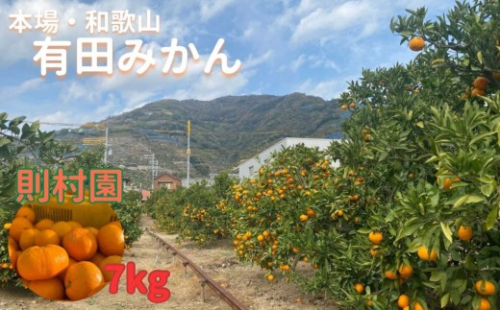 則村園産 有田みかん 約7kg 2155392 - 和歌山県有田川町