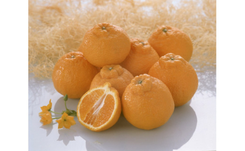 【2026年4月より出荷】則村園産 不知火 約1.5kg 5～7個 2155394 - 和歌山県有田川町