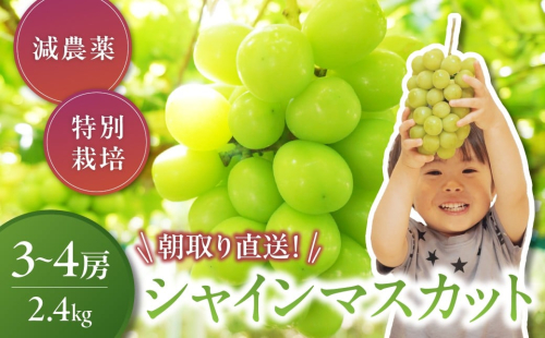 【2026年発送】特別栽培 減農薬 大粒 シャインマスカット 約2.4kg 山梨県産 国産 産地直送 人気 おすすめ 贈答 ギフト お取り寄せ フルーツ 果物 くだもの ぶどう ブドウ 葡萄 新鮮 甘い 皮ごと 甲斐市 CF-5 2155397 - 山梨県甲斐市