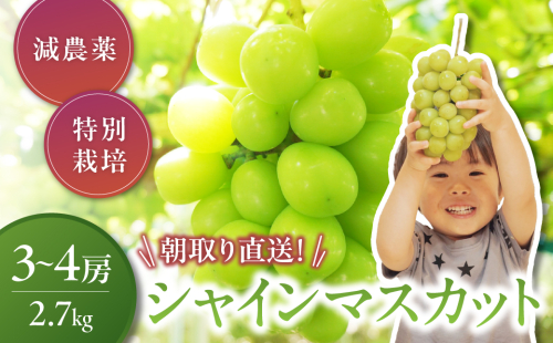 【2025年発送】特別栽培 減農薬 大粒 シャインマスカット 約2.7kg 山梨県産 国産 産地直送 人気 おすすめ 贈答 ギフト お取り寄せ フルーツ 果物 くだもの ぶどう ブドウ 葡萄 新鮮 甘い 皮ごと 甲斐市 CF-5 2155397 - 山梨県甲斐市