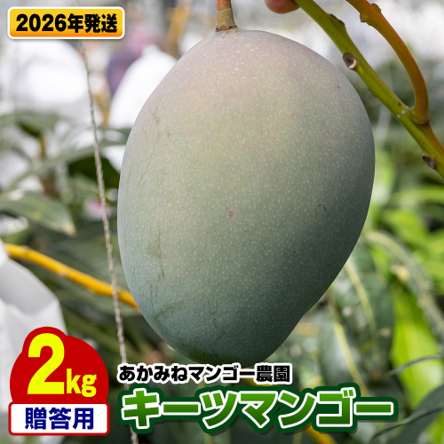 【2026年発送】あかみねマンゴー農園　贈答用キーツマンゴー2kg 2155492 - 沖縄県南風原町