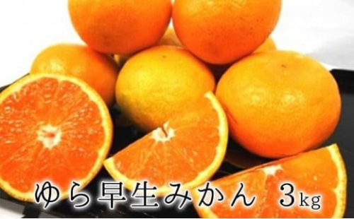 【2025年10月上旬より順次発送】甘みと酸味がギュッ　ゆら早生みかん3kg★★ 2155574 - 静岡県静岡市