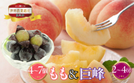 山梨県笛吹市産 桃(白桃)・巨峰詰合せ 3kg(白桃4個〜7個・巨峰2房〜4房) 223-019|ふるさと納税 人気 おすすめ ランキング もも 桃 シャインマスカット 国産 人気 期間限定 果物 フルーツ ギフト 贈り物 プレゼント 旬 山梨県 笛吹市 送料無料