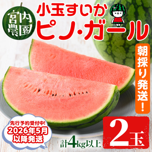 【0165005a】《2026年5月以降発送》小玉すいか・ピノ・ガール(2玉・計4kg以上) 果物 果実 フルーツ スイカ ピノガール 数量限定 期間限定【宮内農園】 2156492 - 鹿児島県東串良町