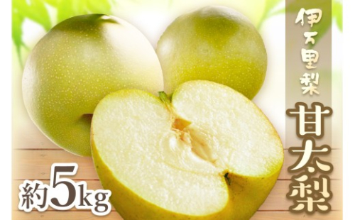 【2026年産先行予約】伊万里梨 「甘太」 約5kg ご自宅用におすすめ 178-B941【フルーツ 果物 果実 くだもの】