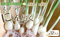 スプラウトにんにく 12片　国産ホワイト六片使用、無農薬、水耕栽培