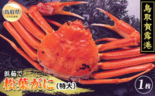 F25-007 鳥取賀露港 プレミアム浜茹で松葉がに【期間限定】 2158941 - 鳥取県鳥取県庁