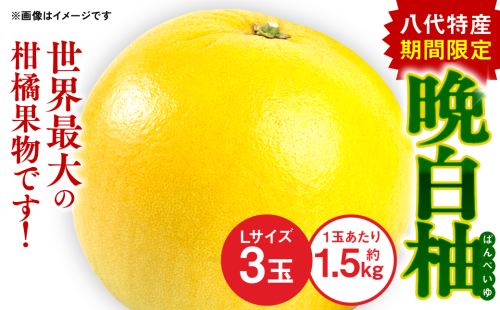 【先行予約】 八代 特産 晩白柚 （ばんぺいゆ）Lサイズ 3玉 柑橘 果物 フルーツ 熊本県産 ばんぺいゆ フルーツ 柑橘 特産品 【2025年12月上旬より順次発送】 2159852 - 熊本県八代市