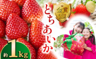 【先行予約】とちあいか約1kg | 送料無料 とちあいか いちご フルーツ 甘い ジューシー苺 ｲﾁｺﾞ ハート ハート型 ﾊｰﾄ 断面 果物 おいしい 栃木県 下野市
