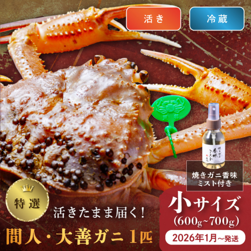 【蟹の匠 魚政】京丹後市産 活きたまま届く！　間人ガニ大善ガニ 特撰 小サイズ（600～700g) 1匹　香味ミスト付き　(2026年1月～発送) 2164155 - 京都府京丹後市