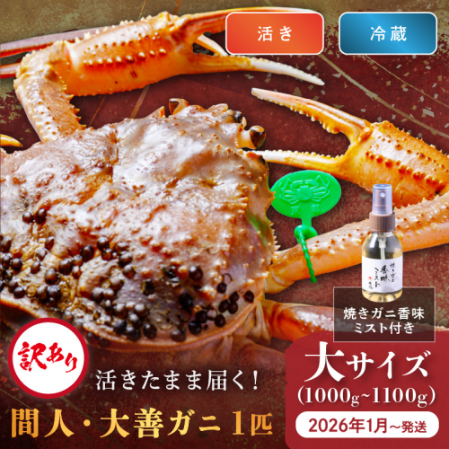 訳あり　【蟹の匠 魚政】京丹後市産 活きたまま届く！　間人ガニ大善ガニ　大サイズ (1000～1100g) 1匹　香味ミスト付き　(2026年1月～発送) 2164164 - 京都府京丹後市