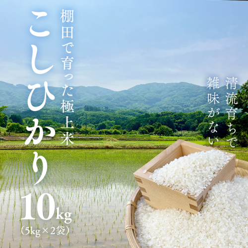 《 令和7年産 先行予約 》棚田で育った極上米 こしひかり 10kg ( 5kg × 2袋 ) 米 お米 白米 コメ ごはん 精米 コシヒカリ 国産 [SC062sa] 2164247 - 茨城県桜川市