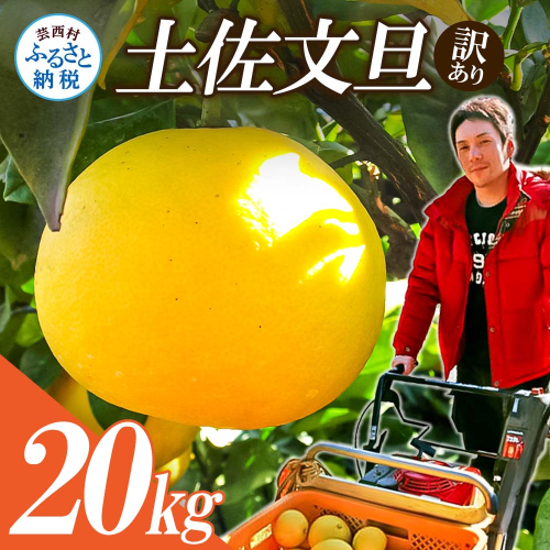 【先行予約】高知県産　訳あり土佐文旦20kg(10kg×2箱) 2164361 - 高知県芸西村