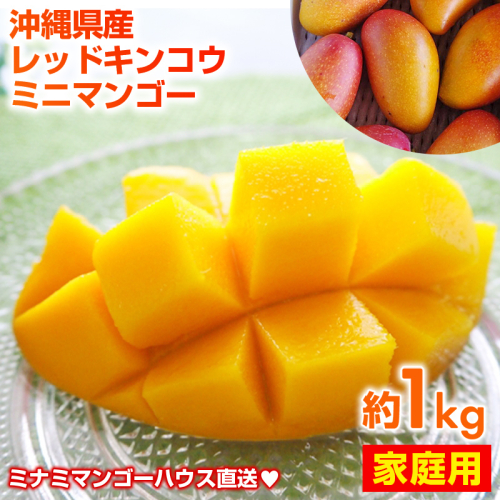 【2025年発送】ミナミマンゴーハウスの赤金煌(レッドキンコウ）ミニマンゴー約1kg 【家庭用】- ご家庭用 沖縄県産 産地直送 南国フルーツ 旬の味覚 ご自宅用 オススメ 沖縄県 八重瀬町 2164386 - 沖縄県八重瀬町