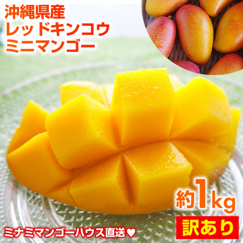 【2025年発送】ミナミマンゴーハウスの赤金煌(レッドキンコウ）ミニマンゴー約1kg 【訳あり】- 訳アリ 沖縄県産 産地直送 南国フルーツ 旬の味覚 ご自宅用 オススメ 沖縄県 八重瀬町 2164389 - 沖縄県八重瀬町