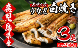 ■鹿児島県は養鰻生産量日本一のうなぎ大国！国内で流通する国産養殖うなぎのなんと約4割が鹿児島県産です。養殖うなぎは安心・安全、高品質で、年間を通して安定的にご提供できるのが魅力！さらに大崎町、志布志市