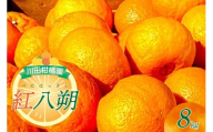 【2026年1月下旬～発送】川田柑橘園 呉市大長産 「紅八朔」８kg ku055-012-25