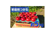 ＜訳あり＞青森県産りんご「サンつがる　家庭用」約5kg　産地直送!【1517220】
