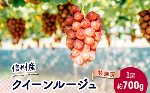 ぶどう クイーンルージュ 約700g(1房)果物 フルーツ デザート 信州 長野 駒ケ根市 2167501 - 長野県駒ヶ根市