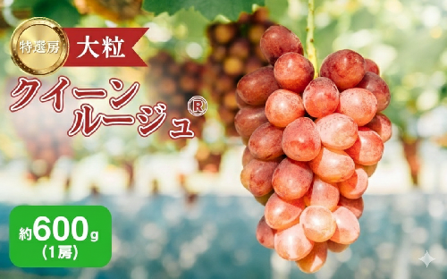 2026年産 ぶどう クイーンルージュ 約600g（1房）果物 フルーツ デザート 信州 長野 駒ケ根市 2167501 - 長野県駒ヶ根市