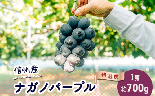 ぶどう ナガノパープル 約700g(1房)果物 フルーツ デザート 信州 長野 駒ケ根市 2167502 - 長野県駒ヶ根市