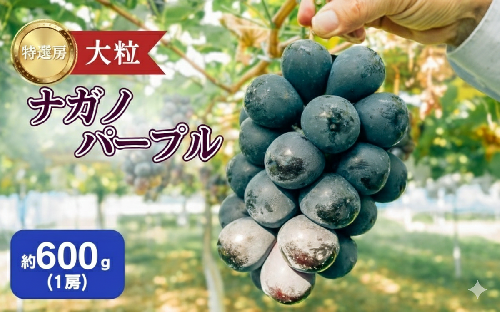 2026年産 ぶどう ナガノパープル 約600g（1房）果物 フルーツ デザート 信州 長野 駒ケ根市 2167502 - 長野県駒ヶ根市