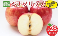 シナノリップ 訳あり家庭用 約5kg 12～23玉 りんご 果物 訳あり 信州 長野