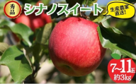 シナノスイート 秀品 約3kg 7～11玉 りんご 果物 信州 長野
