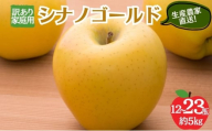 シナノゴールド 訳あり家庭用 約5kg 12～23玉 りんご 果物 訳あり 信州 長野