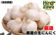 生 にんにく 500g 厳選 / 生にんにく 国産 高級  ※5月上旬～5月下旬に順次発送 ※北海道・沖縄・離島への配送不可【ikd403-r-500A】