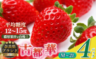 平群の古都華 サイズおまかせ（M～2Lサイズ）2ケース （4パック） |  先行予約 フルーツ 果物 くだもの ブランド いちご 苺  古都華 ことか 品種 特徴 糖度 ルビー色 旬 ふるさと納税 奈良県 平群 町