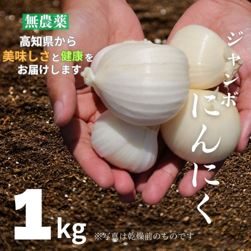 【先行予約】ジャンボにんにく 1kg 無農薬 国産 野菜 家庭用 にんにく 2168260 - 高知県室戸市