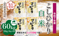 ＜令和7年産米先行受付＞ 真室川町産 こしひかり 【白米】 定期便 60kg （20kg×２ヶ月間隔で3回お届け）＜配送時期指定可＞