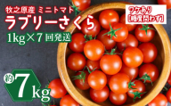 訳あり ミニ トマト フルーツ トマト ラブリーさくら うまたま 予約 受付 1kg × 7回 発送 計 7kg 選べる 容量 発送 回数 国産 野菜 フルーツ 甘い 静岡県 牧之原市 山本農園