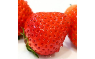 さぬき讃フルーツ「さぬきひめ」約2kg ＜令和8年1～3月より順次発送＞【1611398】