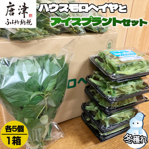『先行予約』【12月上旬より順次発送】冬穫れハウスモロヘイヤ(100g×5袋)とアイスプラント(70g×5P)セット ネバネバ 高栄養価 プチプチ 新体験 定番おひたし 和洋中の各種スープ お肉・お魚のメイン料理の付け合わせ 色んなお料理のソースにも 2169579 - 佐賀県唐津市